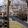 公園の春
