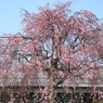 愛宕坂民家の枝垂れ桜