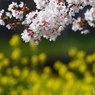 春　9212　ナノハナと桜