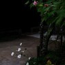 酔芙蓉と秋明菊(東慶寺境内)
