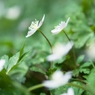 Spring ephemeral