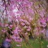 平成最後を咲く桜達～liv
