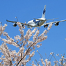 「青」 ✈さ く ら の 山 は ・満 開 で し た !  ✈