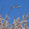 「青」 ✈さ く ら の 山 は ・満 開 で し た !  ✈