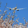「青」 ✈さ く ら の 山 は ・満 開 で し た !  