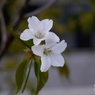 写真句：山桜 1