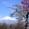 桜　その先に