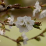 写真エッセイ：山桜 ３