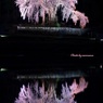 水戸野枝垂れ桜Ⅱ