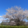 昭和記念公園・桜 1