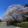 昭和記念公園・桜 2