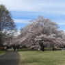 昭和記念公園・桜 3