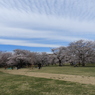 昭和記念公園・桜 4