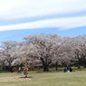 昭和記念公園・桜 5