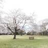 昭和記念公園・桜6