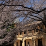 世紀の桜