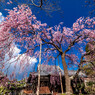 Cherry Pink