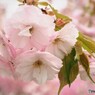 平成最後を咲く桜達～lvii