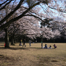 写真句：さくら公園すっ飛び行脚４