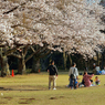 写真句：さくら公園すっ飛び行脚５