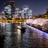 優雅に夜桜
