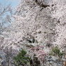 大桜