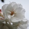平成最後を咲く桜達～lxi