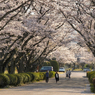 写真エッセイ：さくら公園すっ飛び行脚６