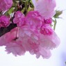 平成最後を咲く桜達～lxiii