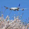 「群青」 桜とSAS A340-313 LN-RKP Takeoff