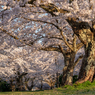 空いっぱいの桜