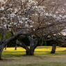 写真句：さくら公園すっ飛び行脚９