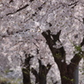 用水脇の桜