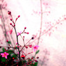 ピンクの花
