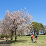 枝垂れ桜1