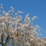 枝垂れ桜2