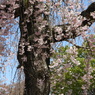 枝垂れ桜6