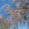 枝垂れ桜7
