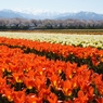 富山県舟川べりの桜並木②