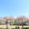 枝垂れ桜8