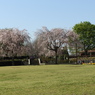 枝垂れ桜11