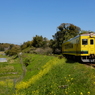 菜の花鉄道。