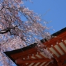薬王院の桜