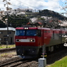 桜と金太郎。