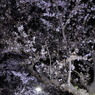 “平成最後”の夜桜