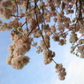 “平成最後の”八重桜