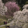 桜道