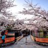祇園の桜