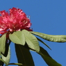 石楠花1