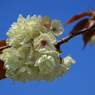 御衣黄桜　③ アップでも もつ顔